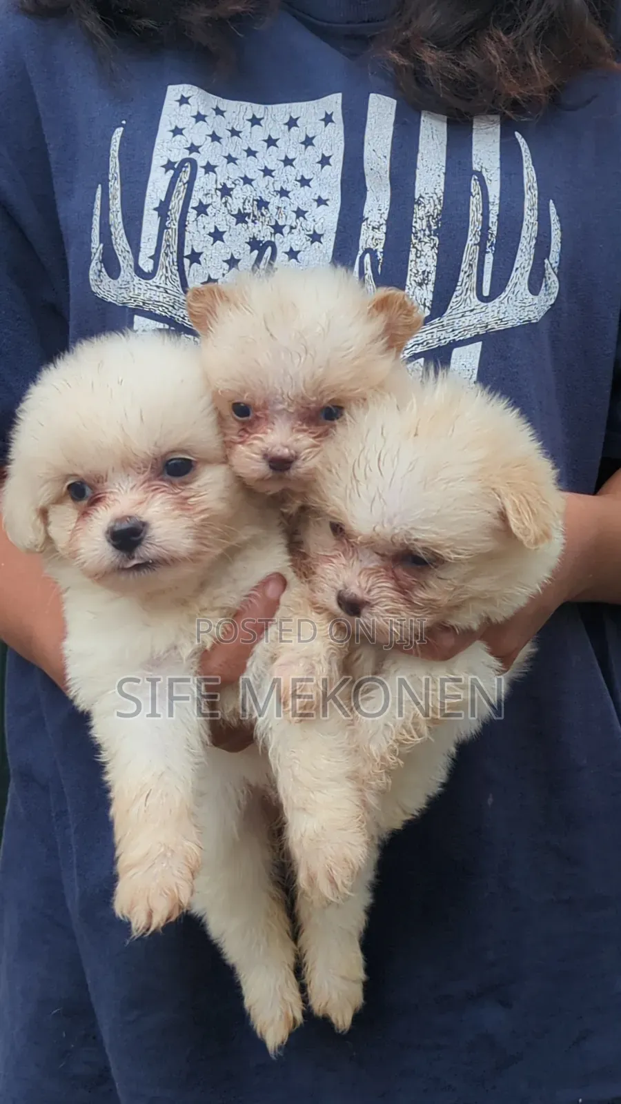 1-3 months Male Purebred Maltese