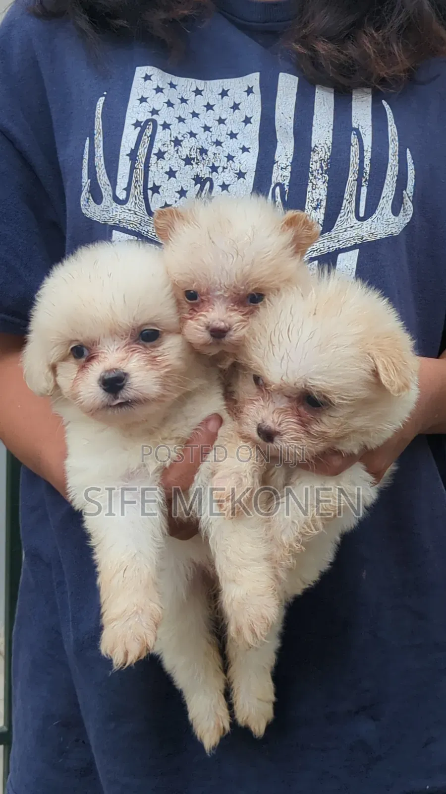 1-3 months Male Purebred Maltese