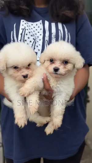 Photo - 1-3 months Male Purebred Maltese