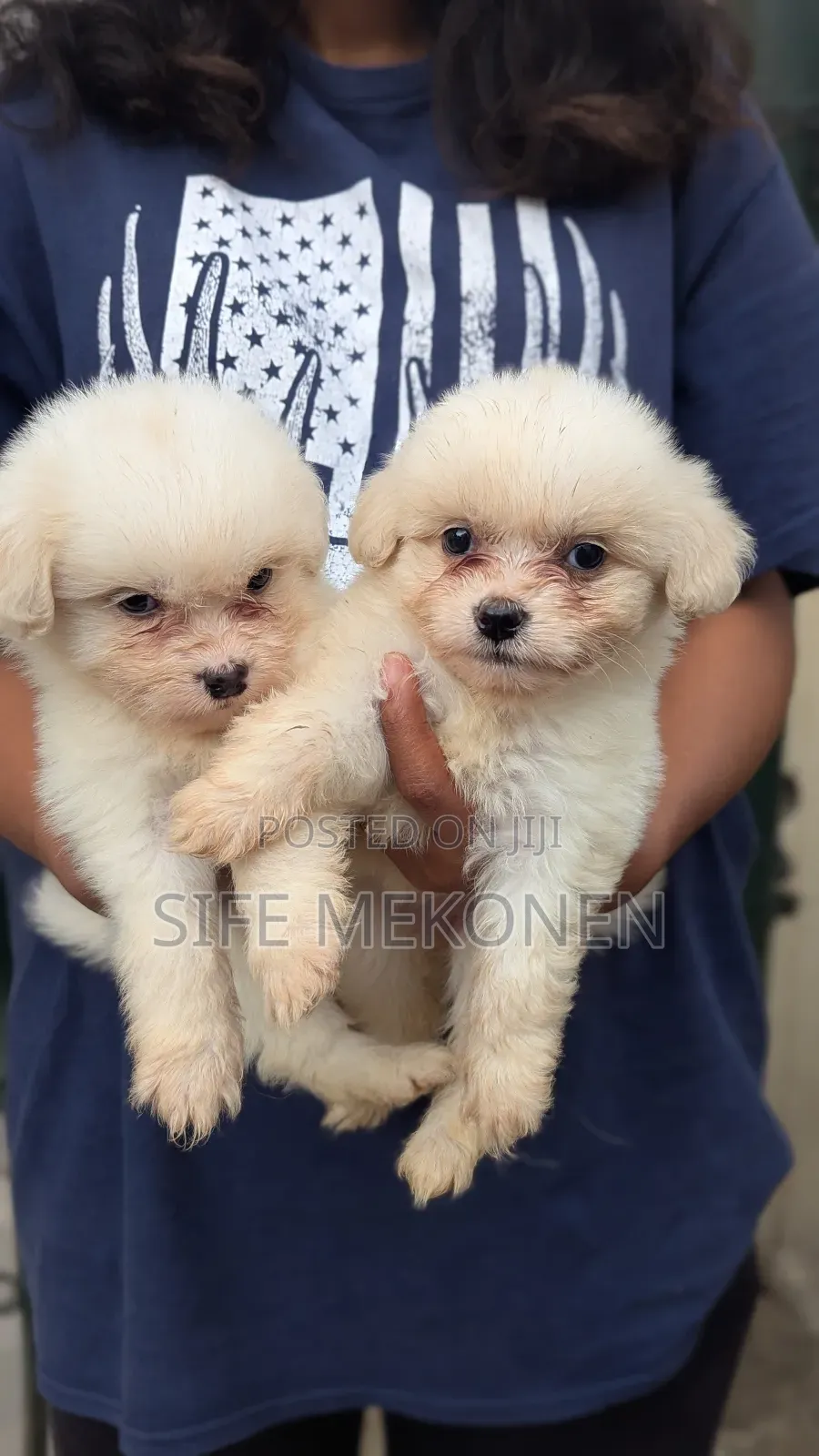 1-3 months Male Purebred Maltese