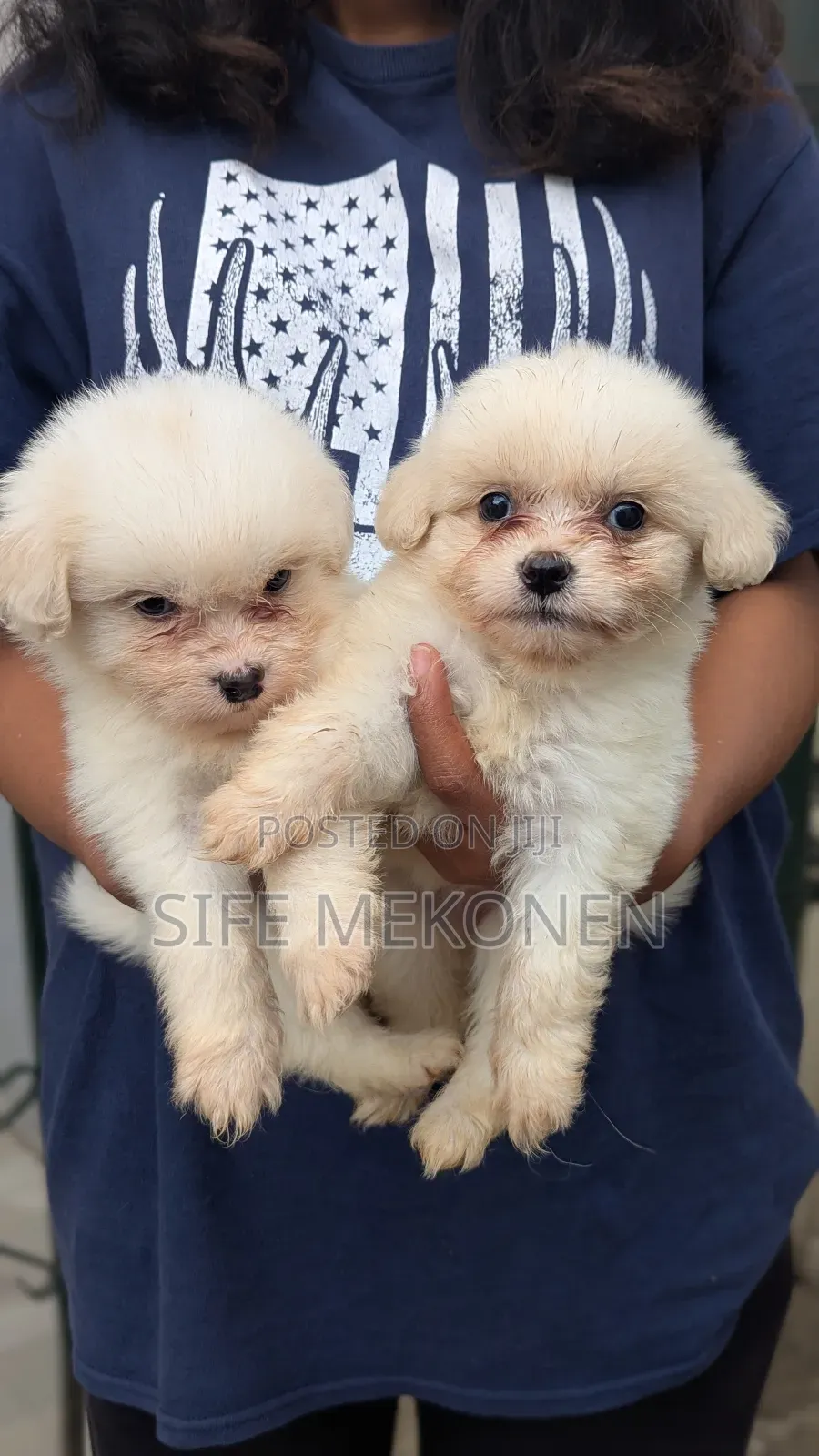 1-3 months Male Purebred Maltese