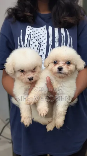 1-3 months Male Purebred Maltese