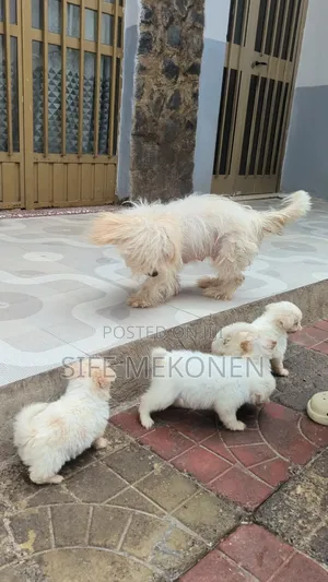 1-3 months Male Purebred Maltese