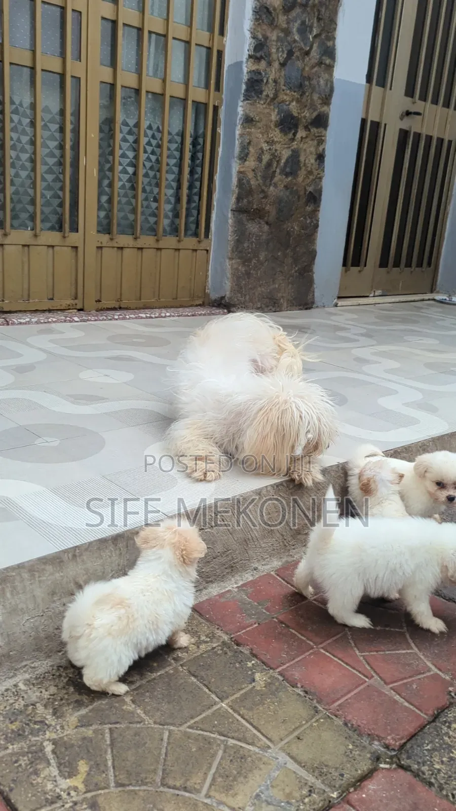 1-3 months Male Purebred Maltese