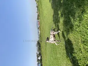 3-6 months Female Purebred Dalmatian