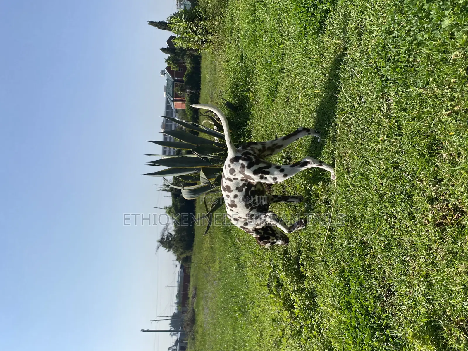 3-6 months Female Purebred Dalmatian