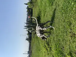 3-6 months Female Purebred Dalmatian