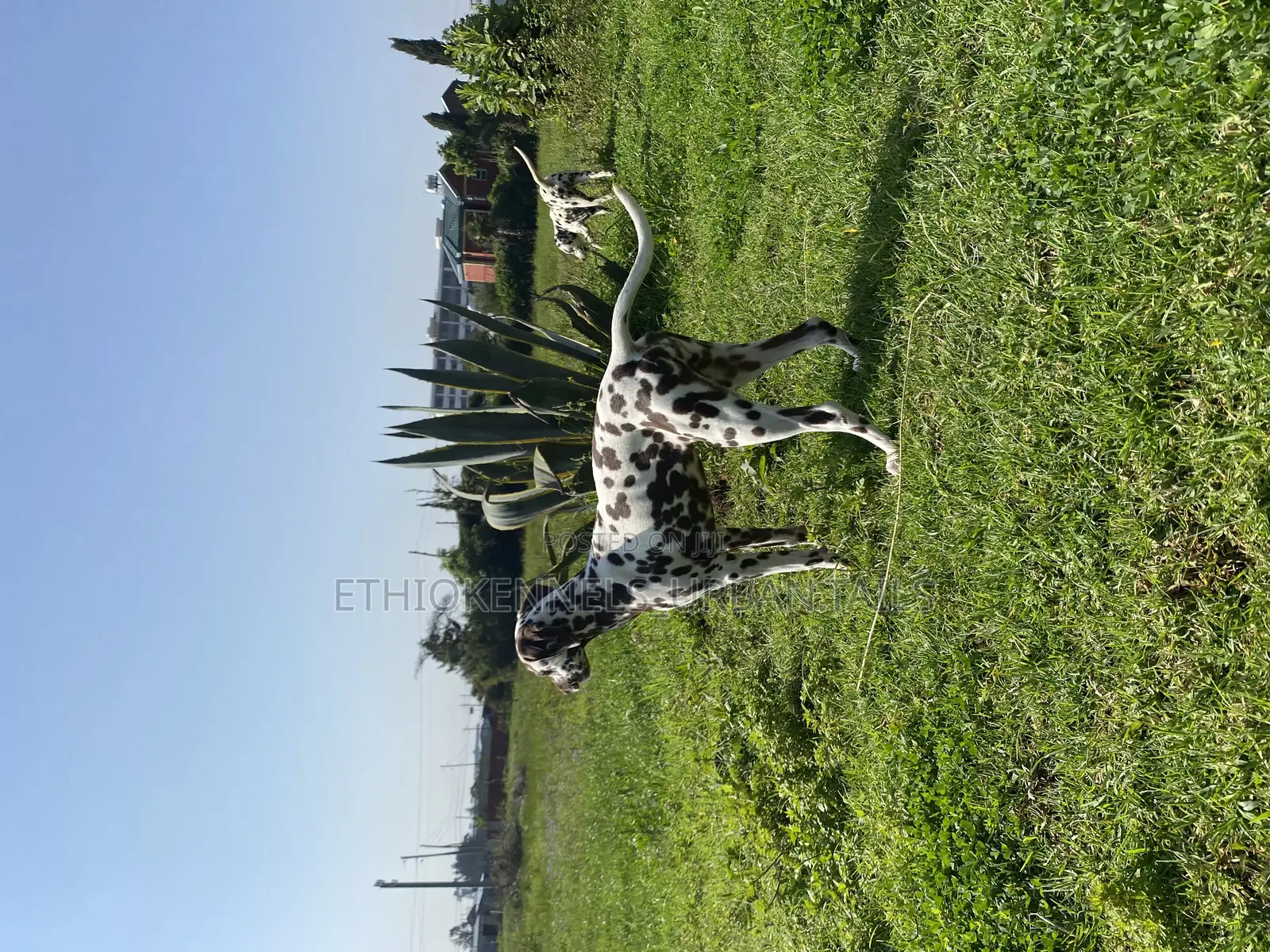 3-6 months Female Purebred Dalmatian