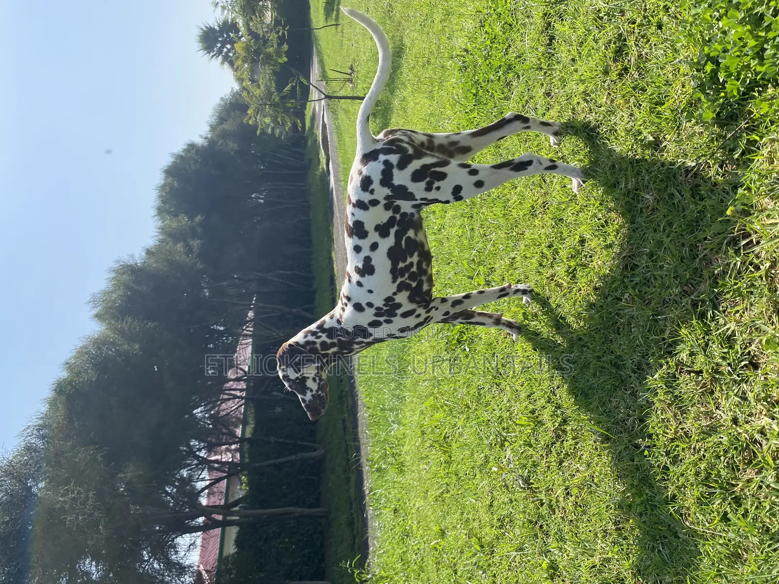 3-6 months Female Purebred Dalmatian