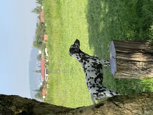 3-6 months Female Purebred Dalmatian