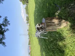 3-6 months Female Purebred Dalmatian