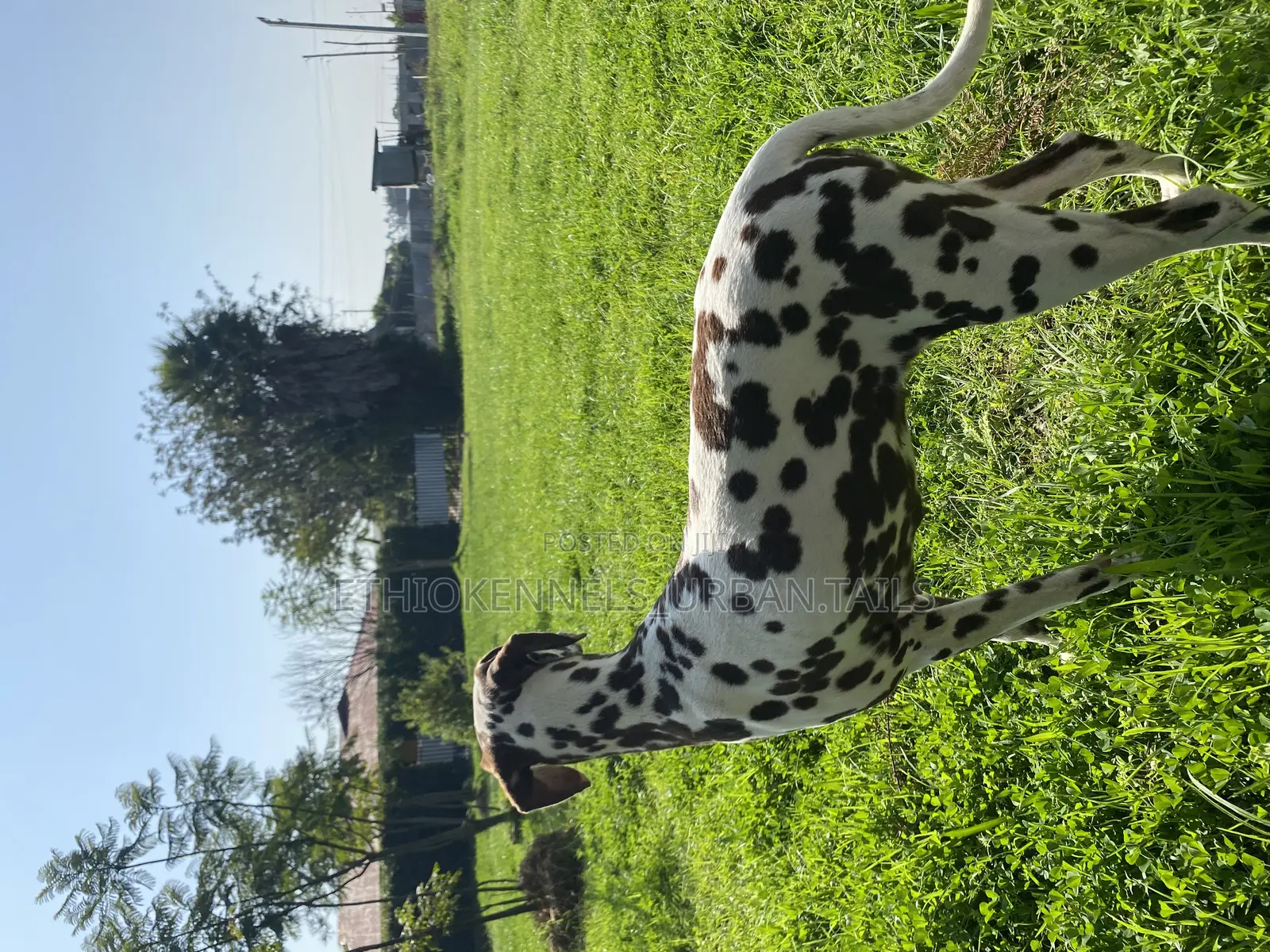 3-6 months Female Purebred Dalmatian
