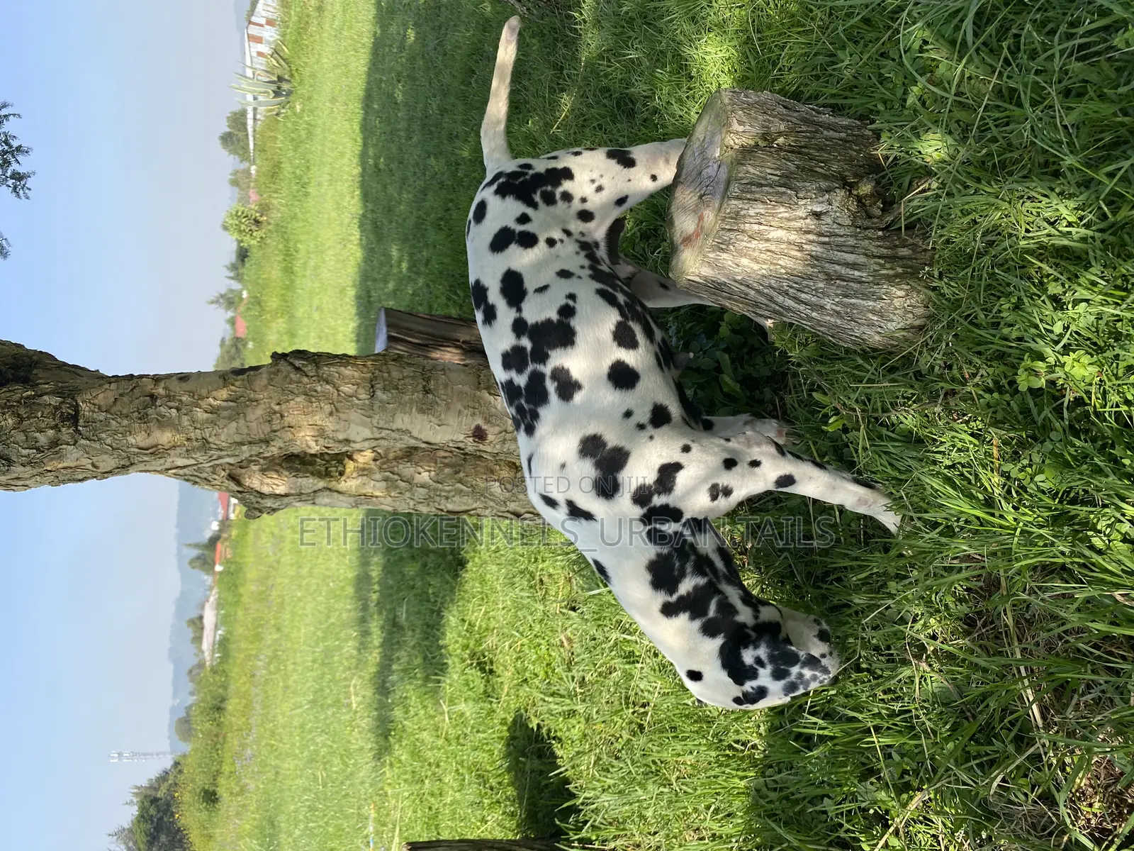 3-6 months Female Purebred Dalmatian