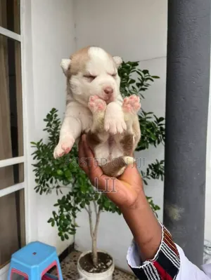 Photo - 0-1 month Male Purebred Siberian Husky