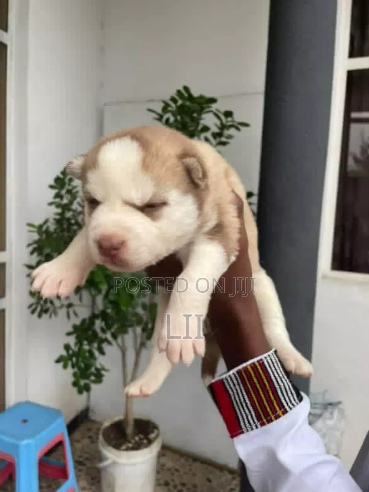 0-1 month Male Purebred Siberian Husky