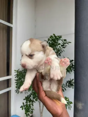 Photo - 0-1 month Male Purebred Siberian Husky