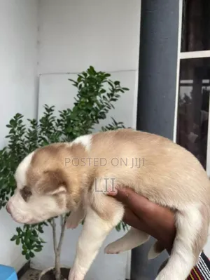 0-1 month Male Purebred Siberian Husky