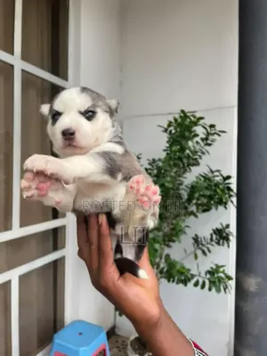 Photo - 0-1 month Female Purebred Siberian Husky
