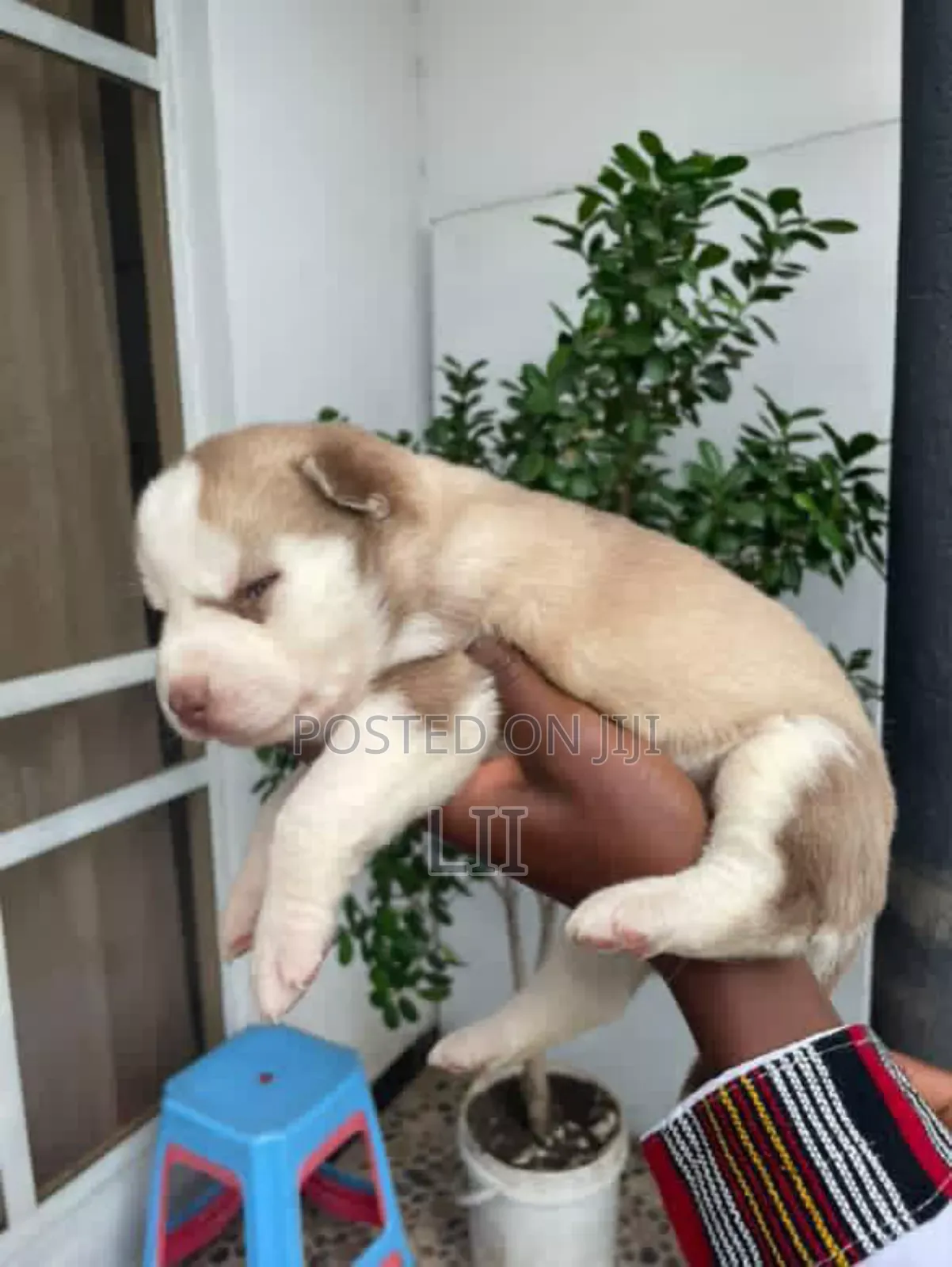 0-1 month Female Purebred Siberian Husky