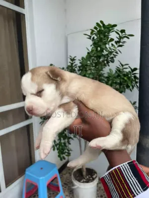 0-1 month Female Purebred Siberian Husky