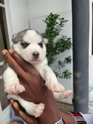 Photo - 0-1 month Male Purebred Siberian Husky