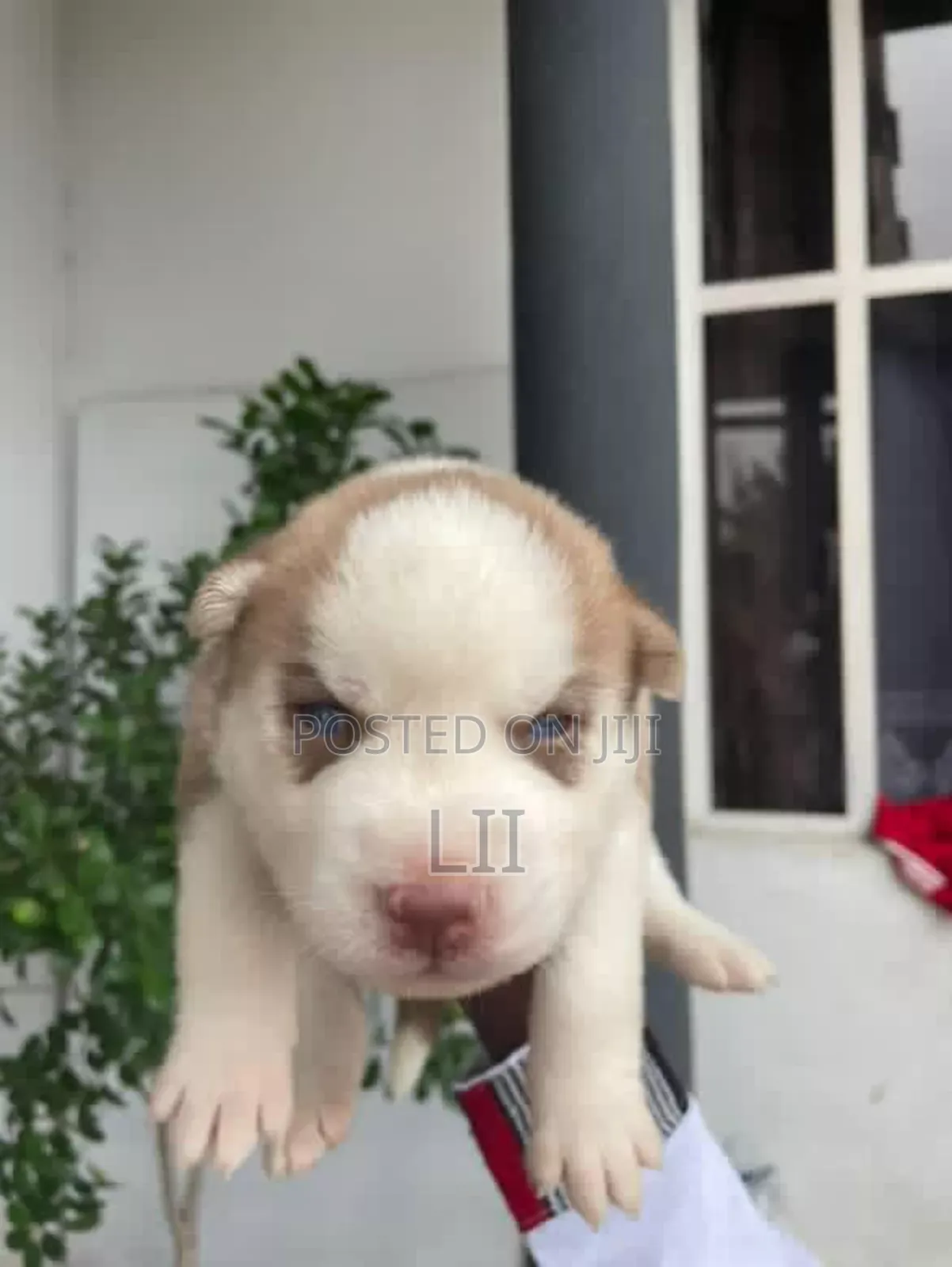 0-1 month Male Purebred Siberian Husky