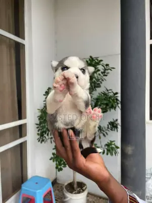 Photo - 0-1 month Female Purebred Siberian Husky