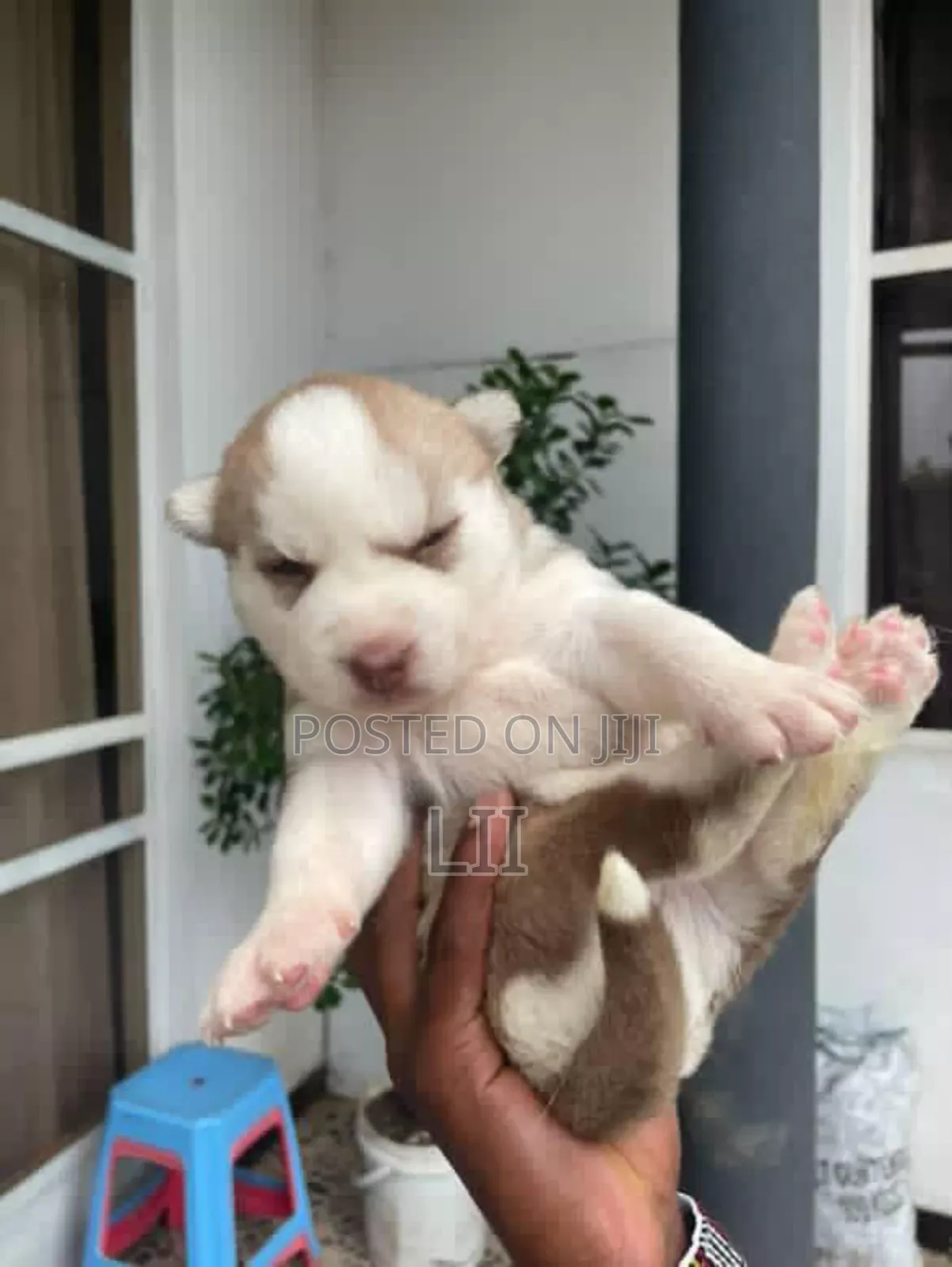 0-1 month Female Purebred Siberian Husky