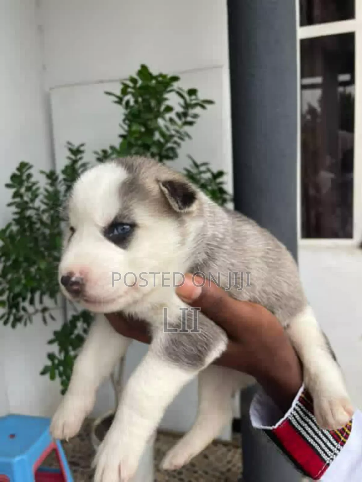 0-1 month Male Purebred Siberian Husky