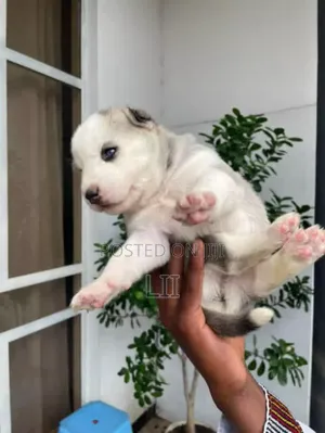0-1 month Male Purebred Siberian Husky