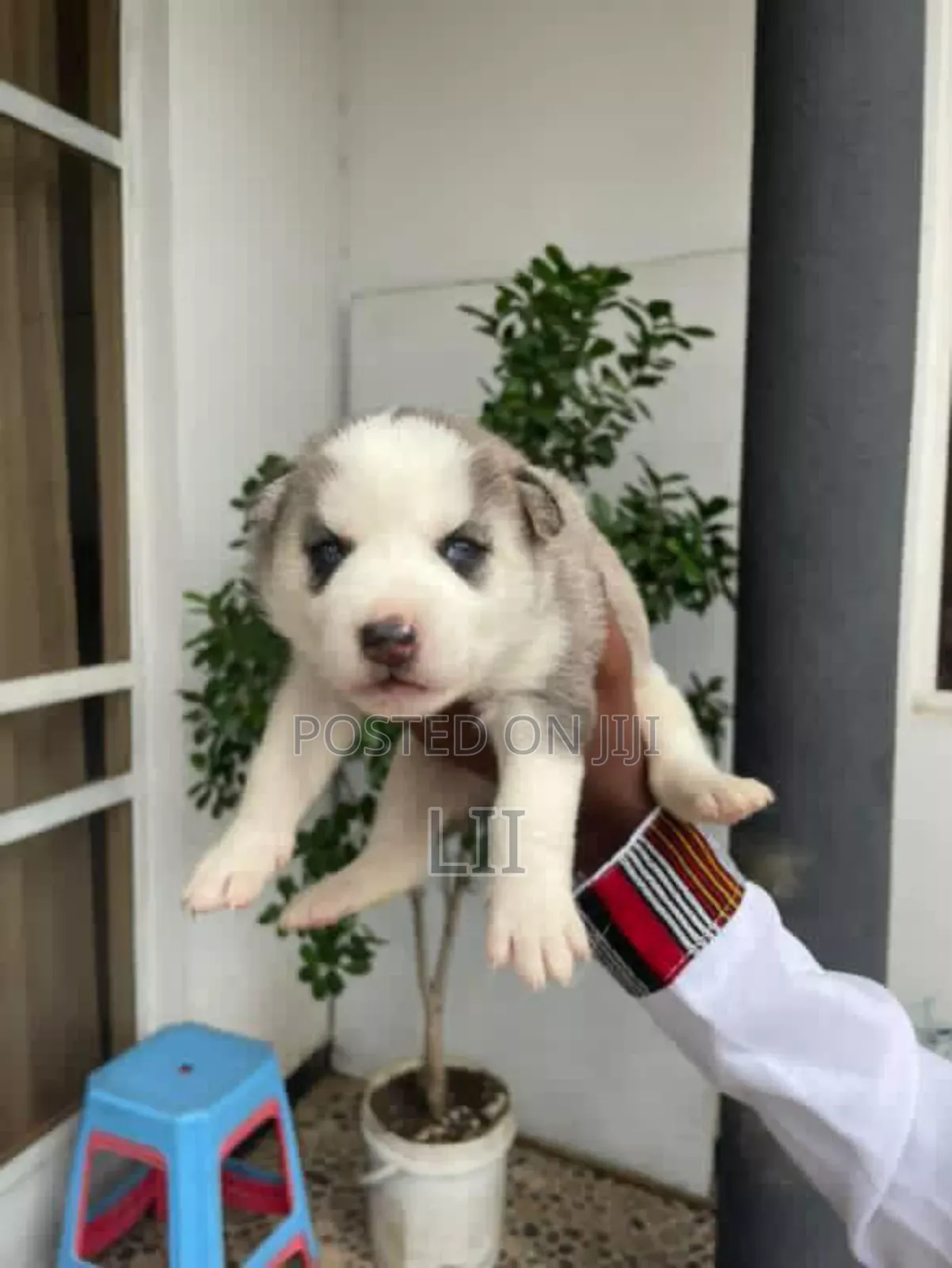 0-1 month Female Purebred Siberian Husky