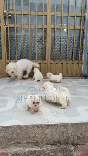 Photo - 1-3 months Male Purebred Maltese