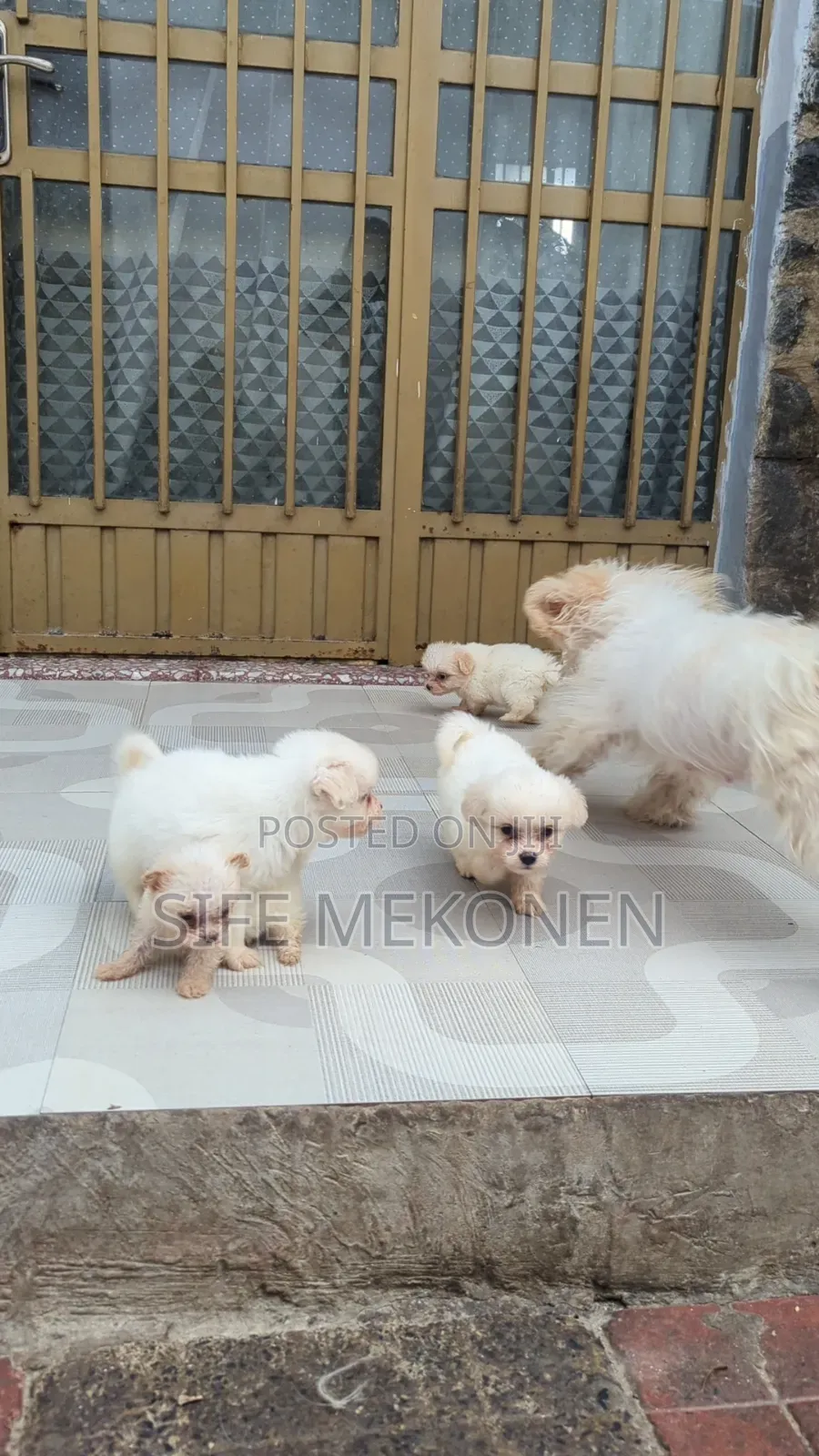 1-3 months Male Purebred Maltese