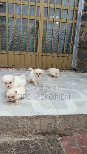 1-3 months Male Purebred Maltese