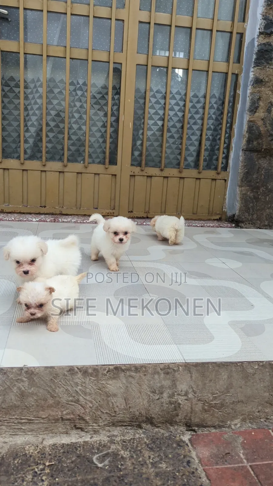 1-3 months Male Purebred Maltese