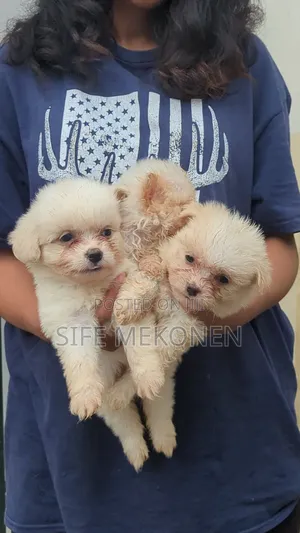 Photo - 1-3 months Male Purebred Maltese