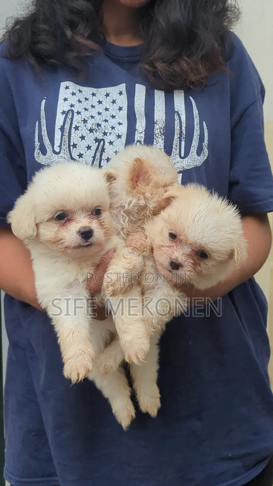 1-3 months Male Purebred Maltese