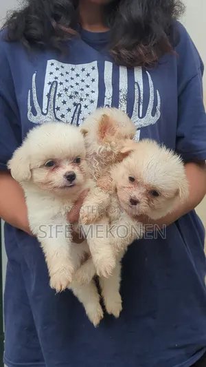 1-3 months Male Purebred Maltese