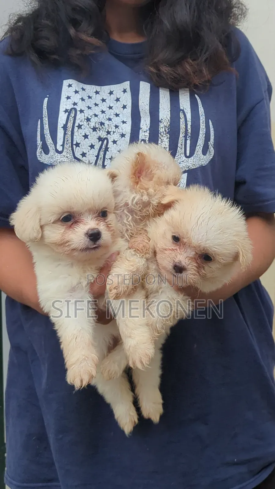 1-3 months Male Purebred Maltese