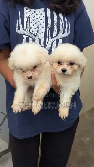 Photo - 1-3 months Male Purebred Maltese