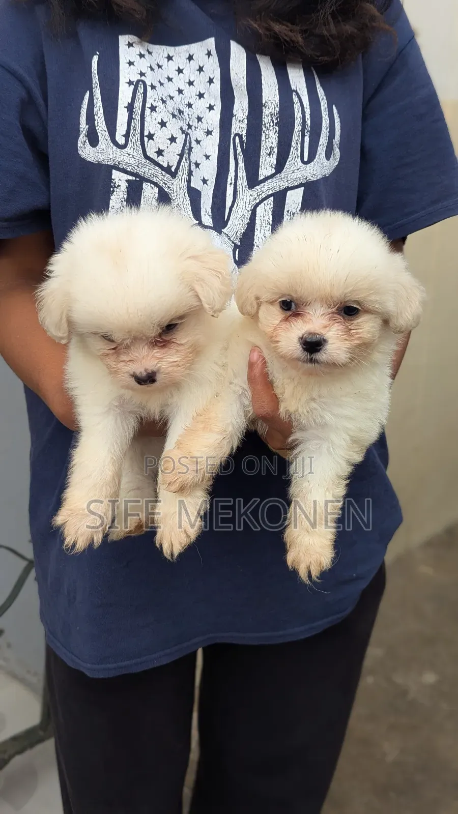 1-3 months Male Purebred Maltese