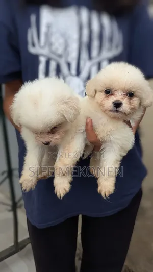 1-3 months Male Purebred Maltese