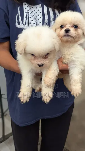 1-3 months Male Purebred Maltese