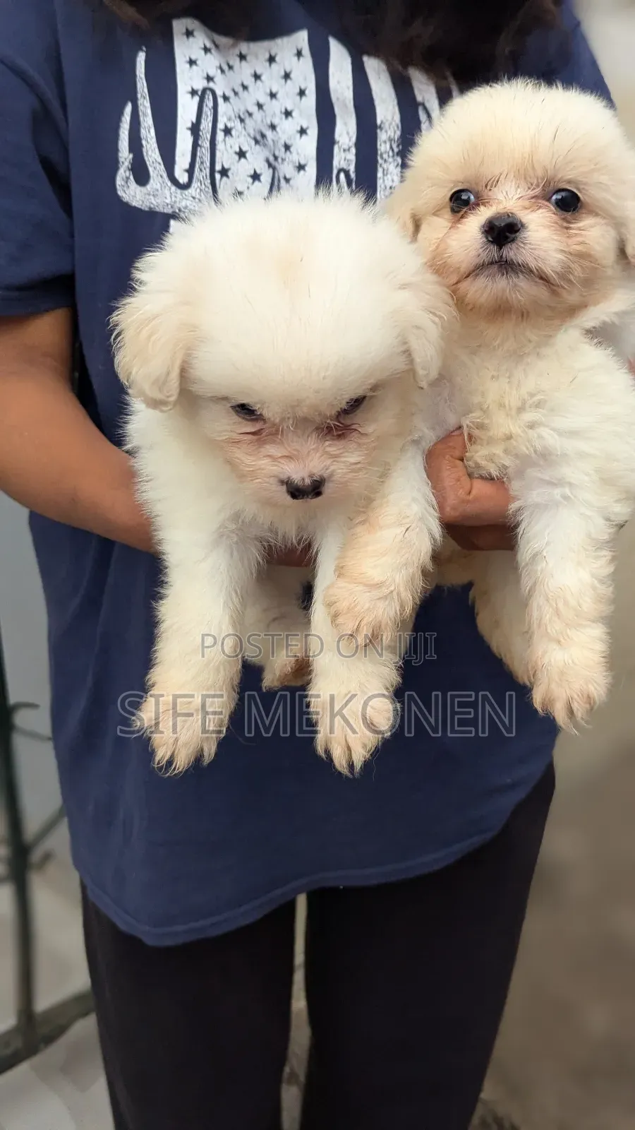 1-3 months Male Purebred Maltese