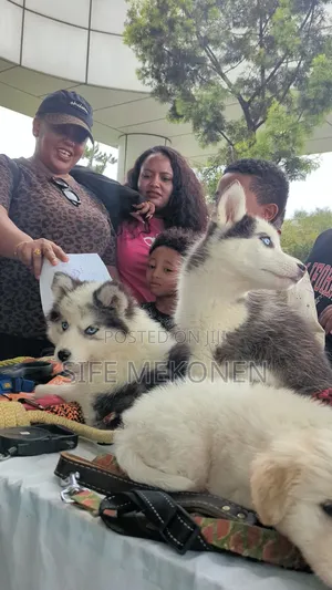 Photo - 1-3 months Male Purebred Siberian Husky
