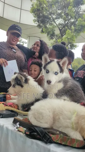 1-3 months Male Purebred Siberian Husky