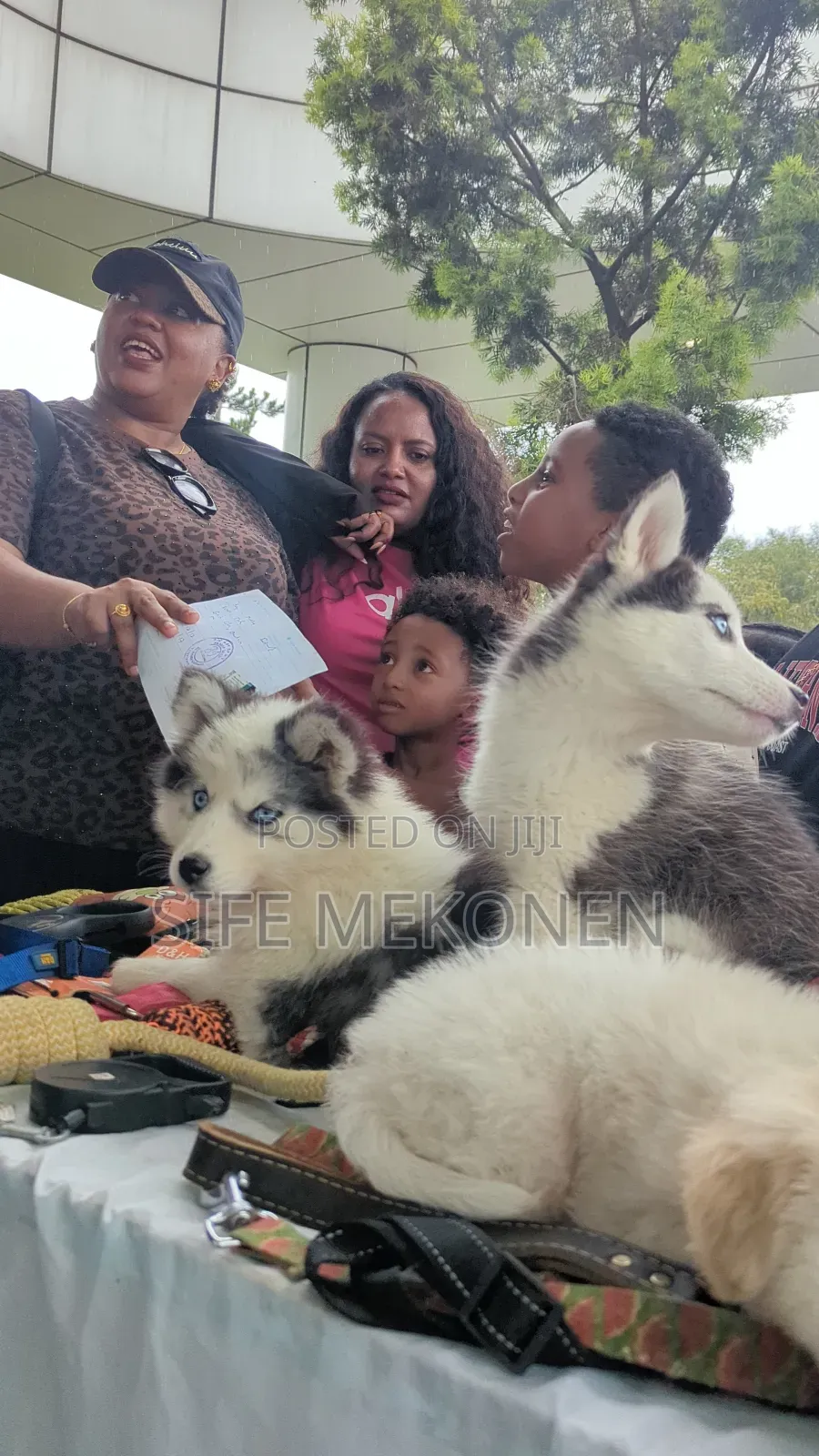 1-3 months Male Purebred Siberian Husky