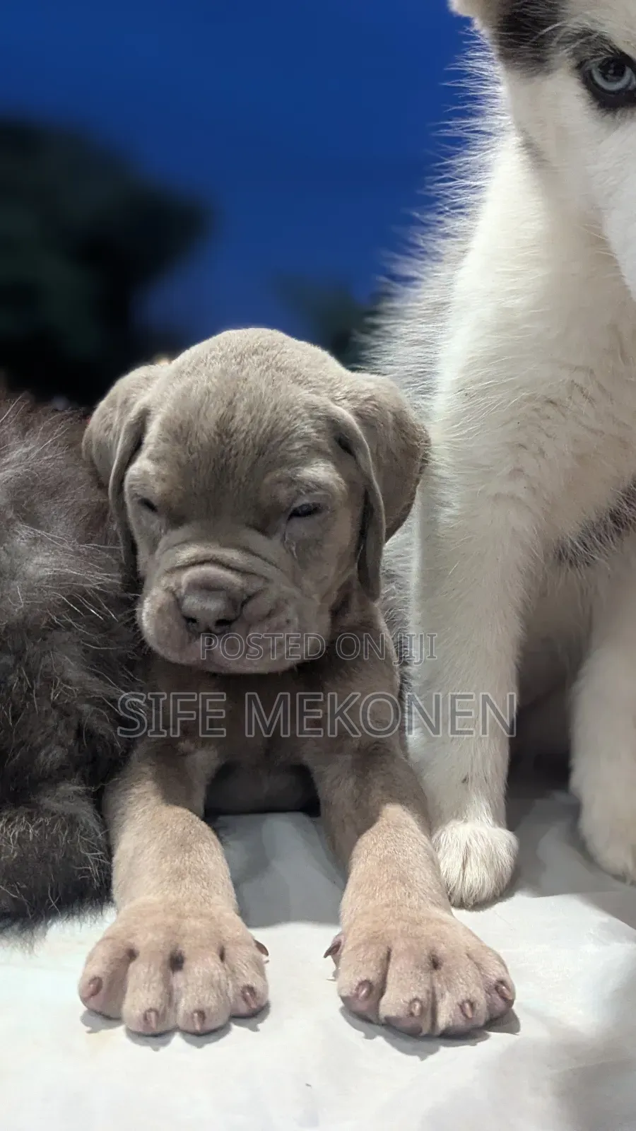 1-3 months Male Purebred Bullmastiff