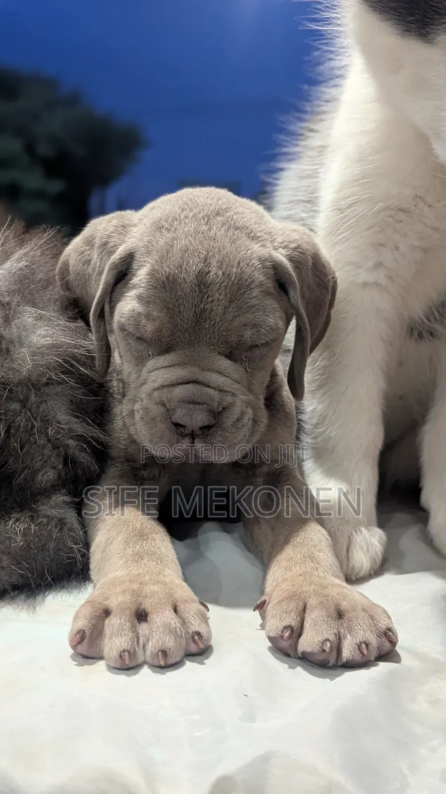 1-3 months Male Purebred Bullmastiff