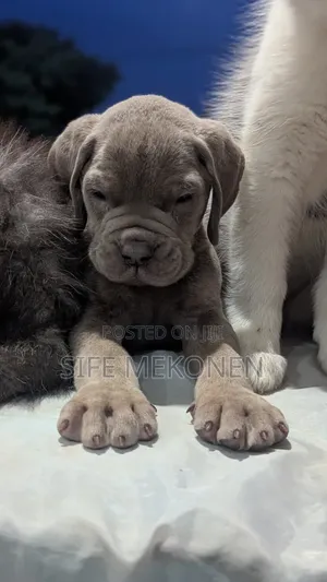 Photo - 1-3 months Male Purebred Bullmastiff